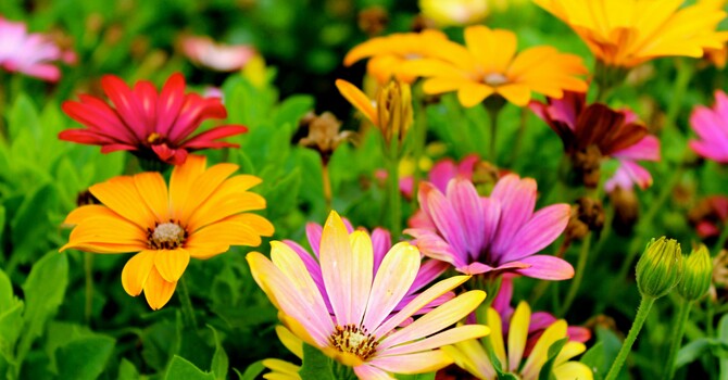 Natural Ways to Combat Allergies image